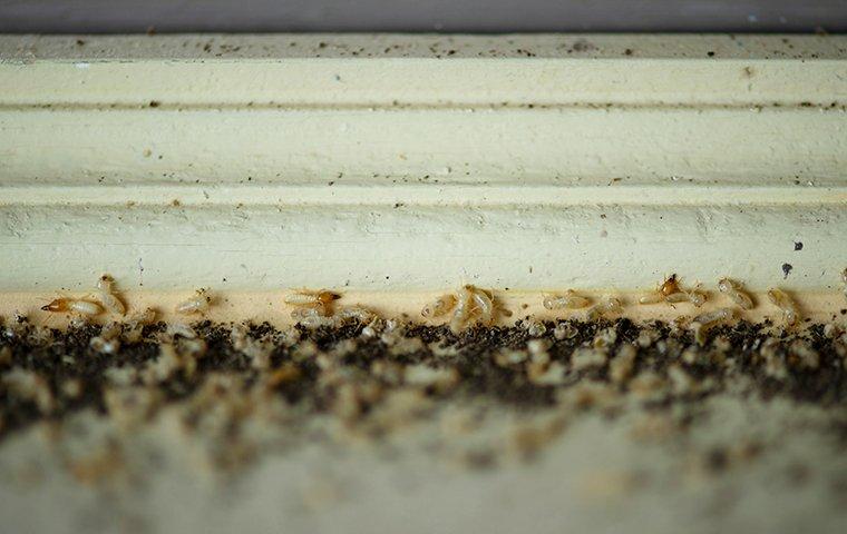 termite infestation on wood trim