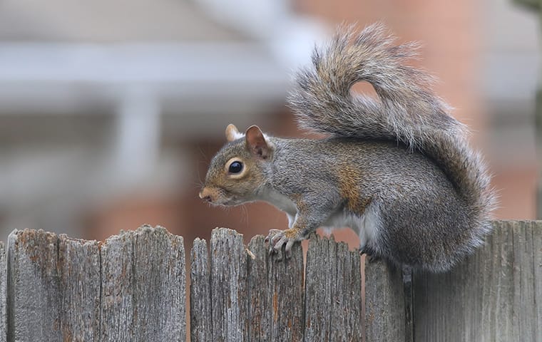 squirrel crawling on fence