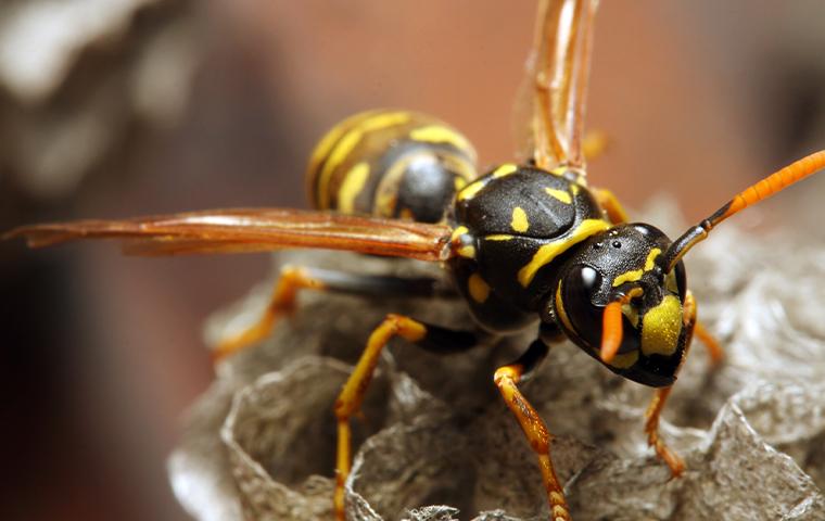 wasp sitting on a rock