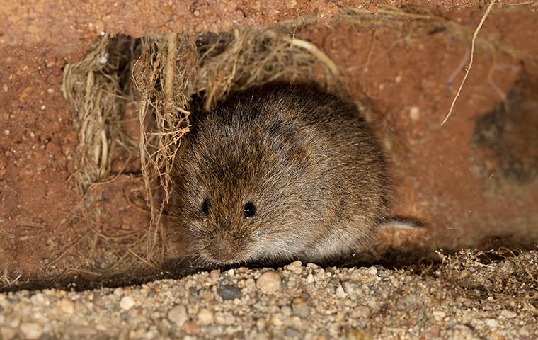 vole near house foundation