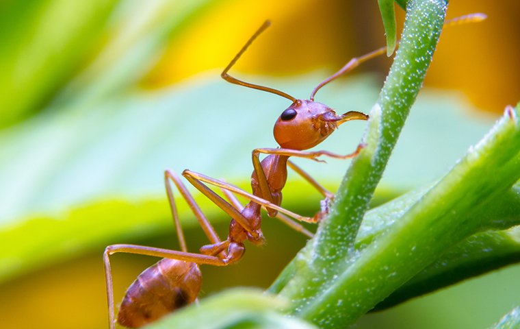 red ant crawling up stem of leaf
