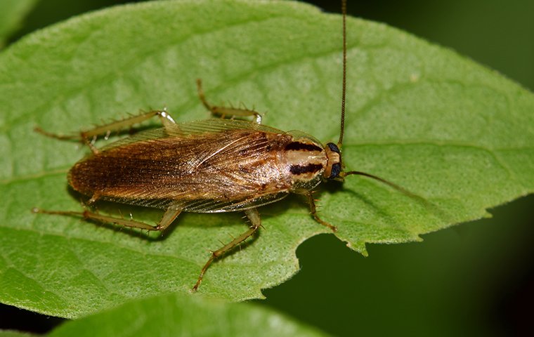 Cockroach Identification | A Guide To Pests In Salt Lake ...
