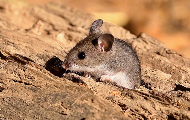 timid house mouse on rock in utah