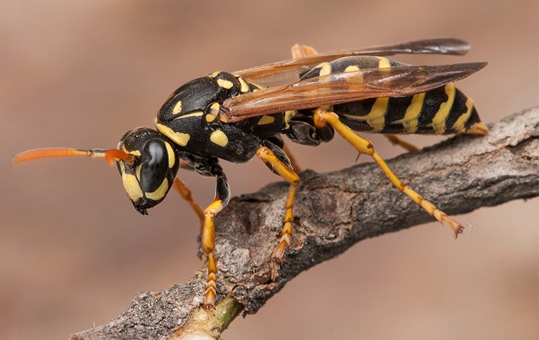 a wasp perched on a branch of a tree