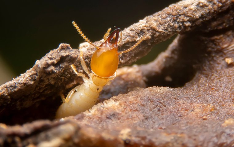 one termite coming out of damage wood