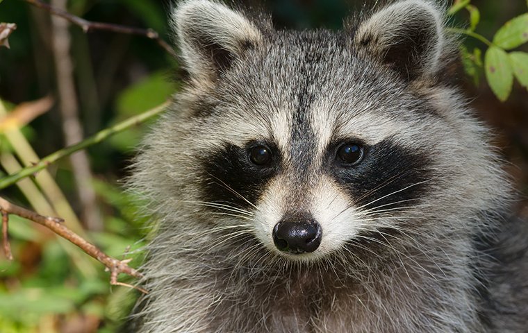 a raccoon being a nuisance around the home