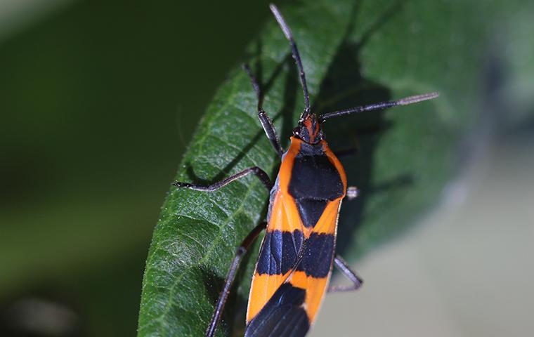 a boxelder bug on a leaf outside of home in utah