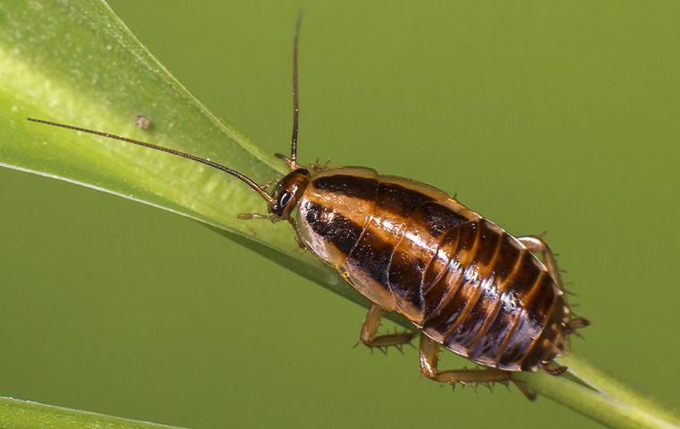 a cockroach clinging to the stem of a leaf