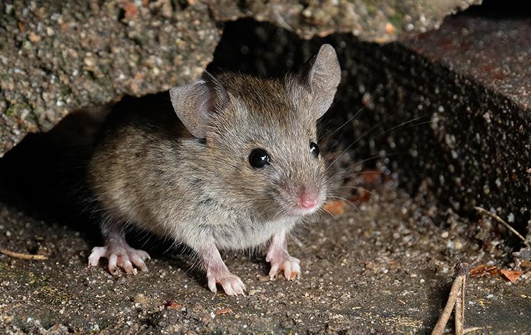 a house mouse peeking out from under a rock