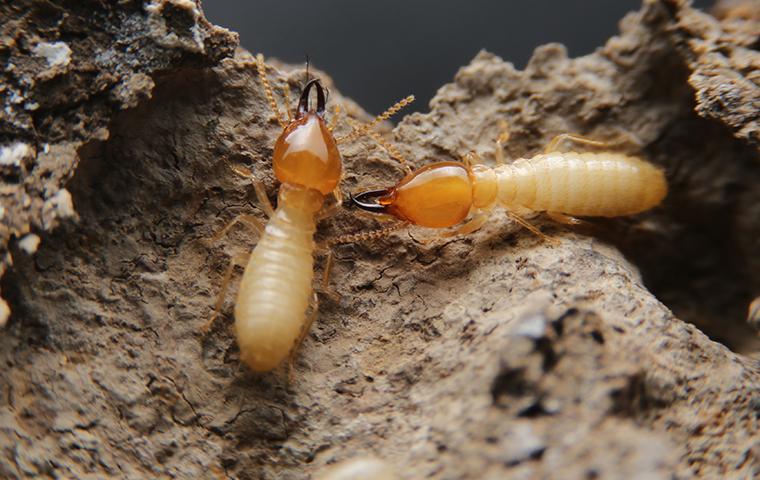 two termites coming out of holes in destroyed wood