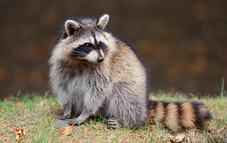a nuisance raccoon sitting in backyard