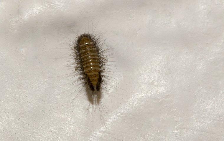 carpet beetle larvae inside home in utah