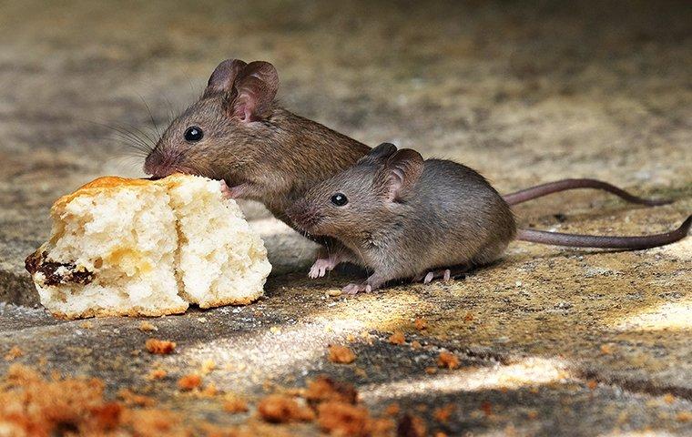 two house mice eating old bread