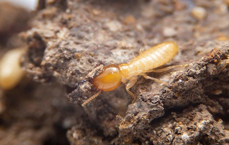 a termite on destroyed wood
