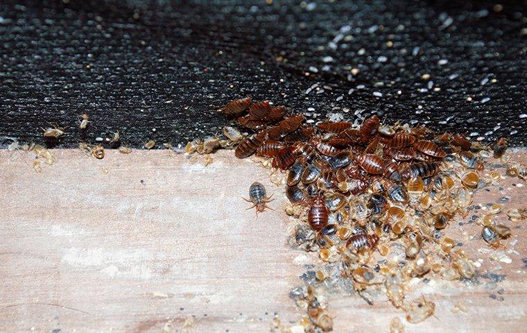 a pile of gross bed bugs on a box spring