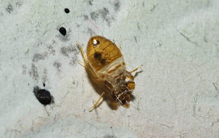 Find Out How To Get Rid Of Bed Bugs bed bug in tennessee