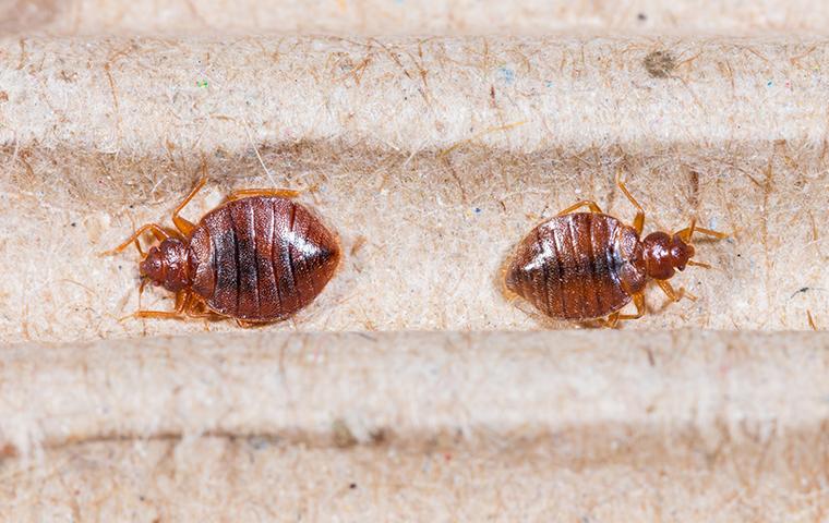 Learn More About The Dangers Bed Bugs Bring a bed bug infestation with in the seams of a memphis tennessee matress