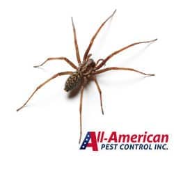 a brown spider in tennessee on a white background