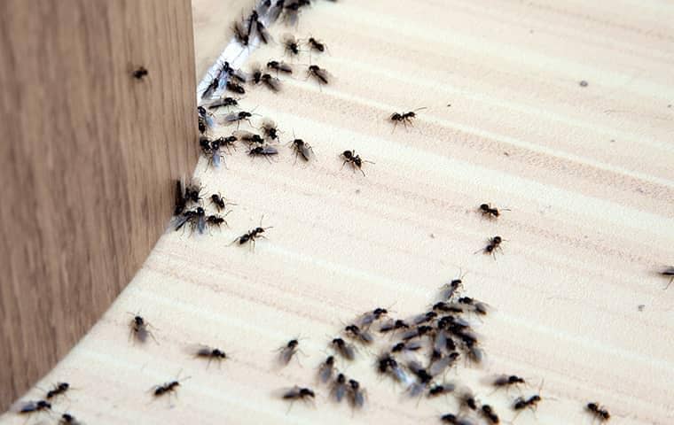 a large colony of ants infesting a nashville home