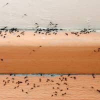 ants infesting a wall inside a home