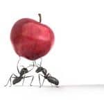 ants carrying an apple
