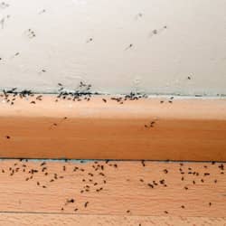 ants covering a wall in a home in nashville