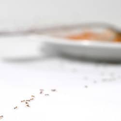 ants marching toward dirty plate in a kitchen