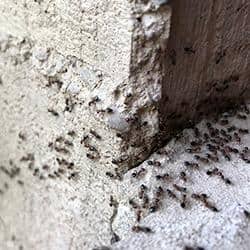ants near a tennessee home