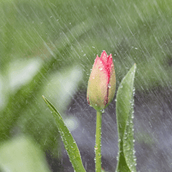 april shower on tulips growing outside
