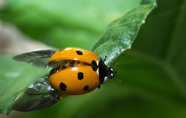 Can Ladybug Spots Tell You the Future?