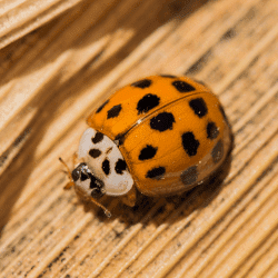 asian lady beetle in mt juliet