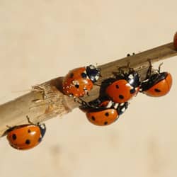 asian lady beetles all together on a piece of wood