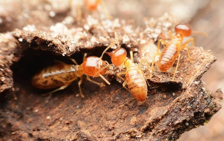 a large swarm of termites extensively damaging tennesee property