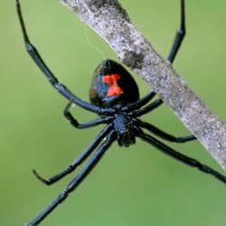 black widow hanging off a branch
