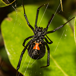 black widow spider in a web outside
