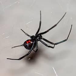 black widow spider in east nashville