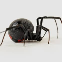 black widow spider found in tennessee