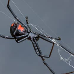 black widow spider creating web