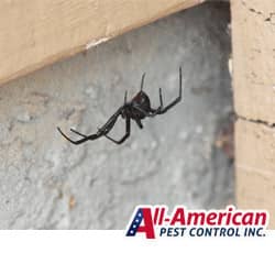 black widow spider hanging on the edge of a house