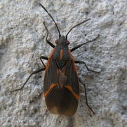 box elder bug on a rock wall