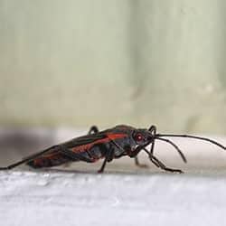boxelder bug in brentwood home