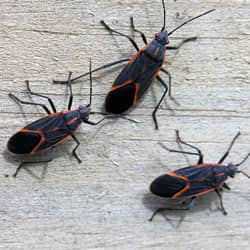 boxelder bug in nashville home
