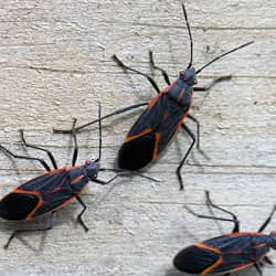 boxelder bugs in tennessee