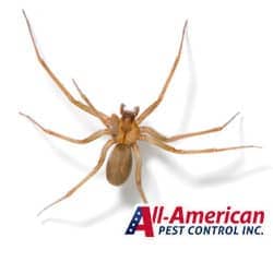 brown recluse spider on a white background
