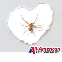 brown recluse in a heart background