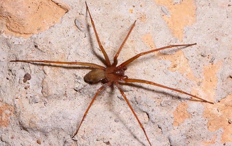 brown recluse on wall in hendersonville home