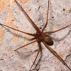 brown recluse spider outside in college grove