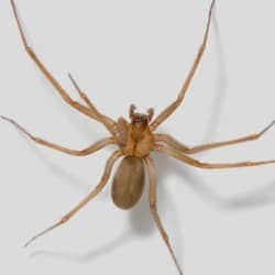 brown recluse up close in tennessee