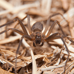 brown recluse spider outside in nashville