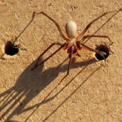 brown recluse spider on a wall